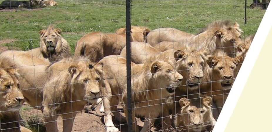 Animal welfare charities react to South African Governments report outlining end of cruel captive lion breeding