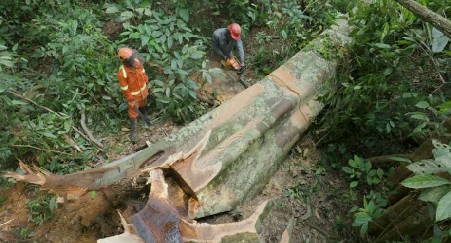 Illegal Loggers cutting the trunk of a falling tree