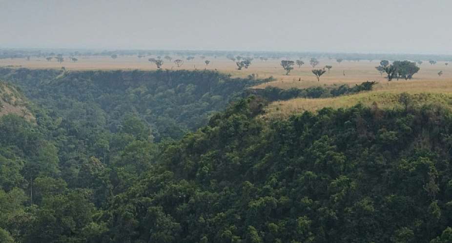 Forest, Uganda. - Source: Julie Ricard, Unsplash