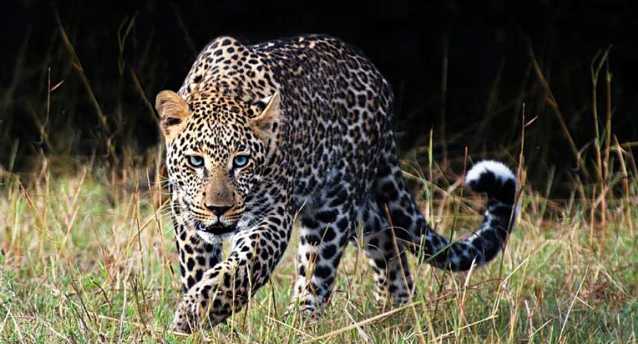 Growing evidence suggests that most leopard populations across southern Africa are threatened by exploitation.  - Source: GettyImages