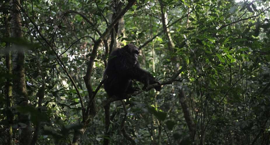 A chimpanzee perched in a tree in Kibale National Park, near Fort Portal, in December 2025. - AP - Patrick Onen