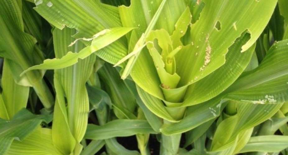 Army Worms Destroy Maize Farms In Twelve Communities In Assin South