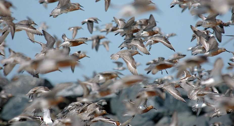 Flyway flock of red knot birds in flight  Gregory Br eeseUSFWS