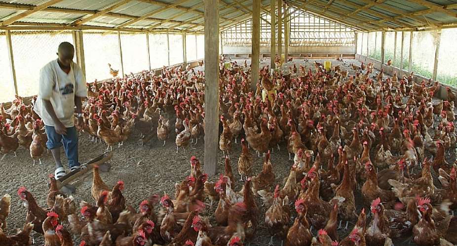 Poultry farmers livid over delay in GH¢6m loan refund