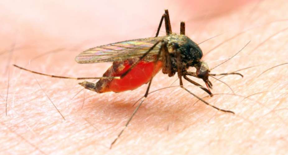 African Leaders And Advocates, When You Think COVID-19, Think Malaria!