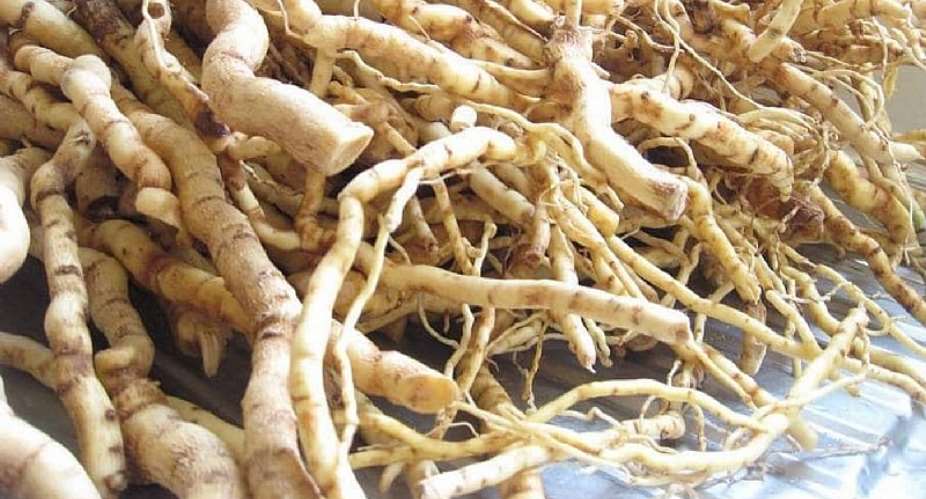 Mondia Whitei: Africa’s Forgotten Aphrodisiac and Natural Health Treasure