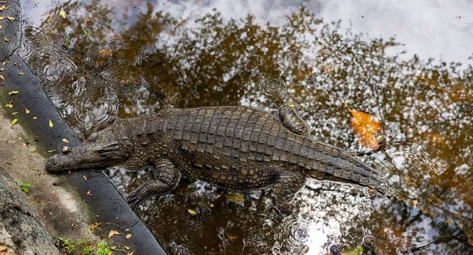 Kenya’s Live Reptile Exports Surge 10-Fold as Over 870,000 Animals Enter Global Trade