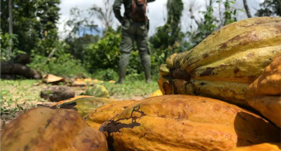 Clarify Position On Cocoa-Driven Deforestation—COCOBOD Boss Told