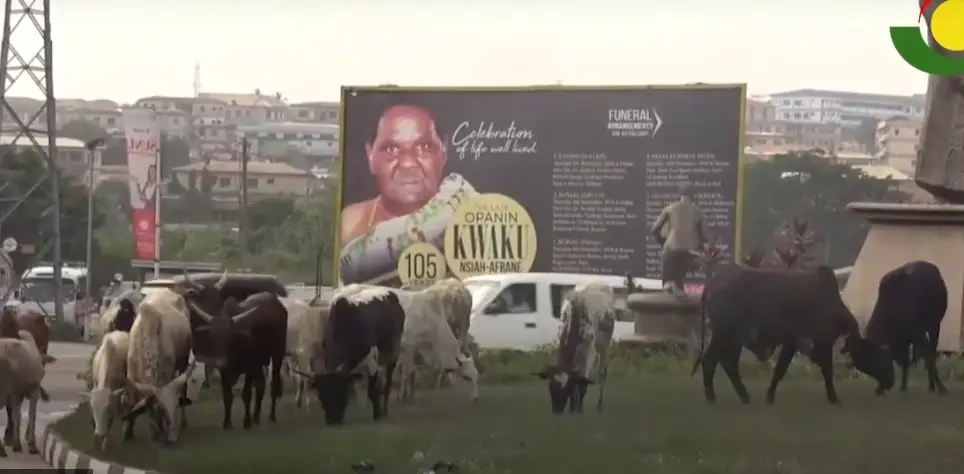 Seven cattle rearers fined for allowing animals to roam city, polluting Moshie Zongo stream in Kumasi