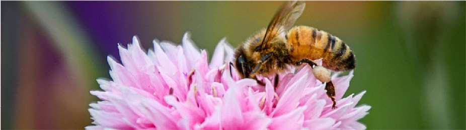 The Slow Food network strengthens its commitment to saving bees