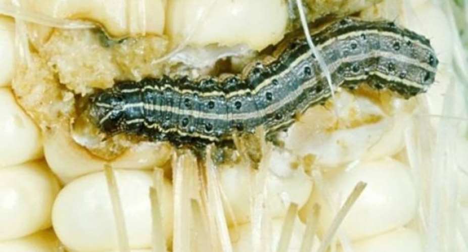Government Must Place A Prodigious Premium On The Fight Against Devastating Army Worm Infestation