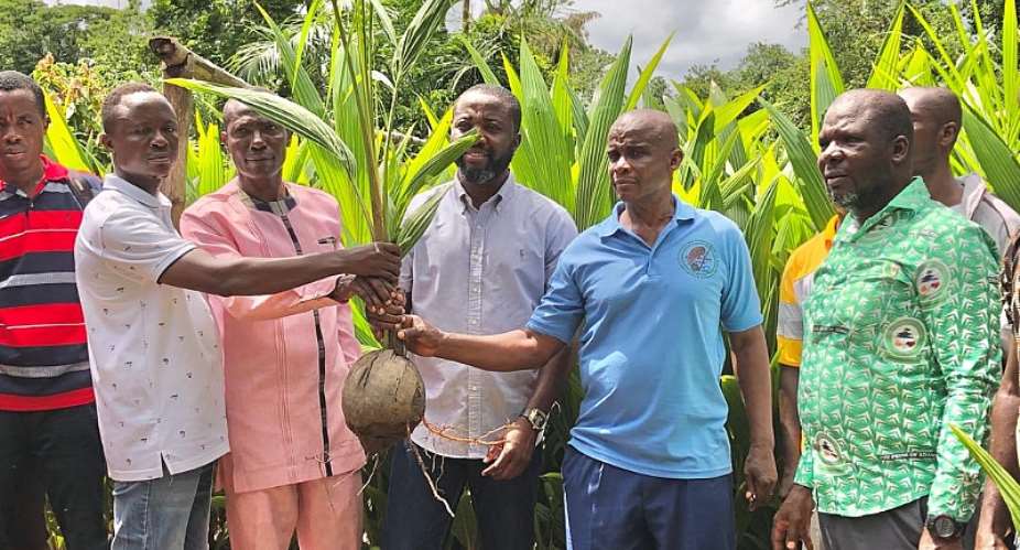 Akrofuom Assembly to boost coconut production ahead of planned processing factory