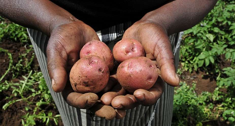 Potatoes grown in the Kibirichia area of Mount Kenya. - Source:  2010 CIAT Neil PalmerFlickr