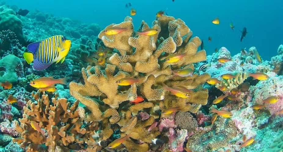 Seychelles: floating baby corals can help save damaged reefs – new study