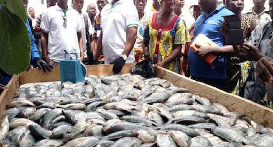 Light Fishing By Tuna Boats Against Ghanaian Law — Environmental Justice Foundation