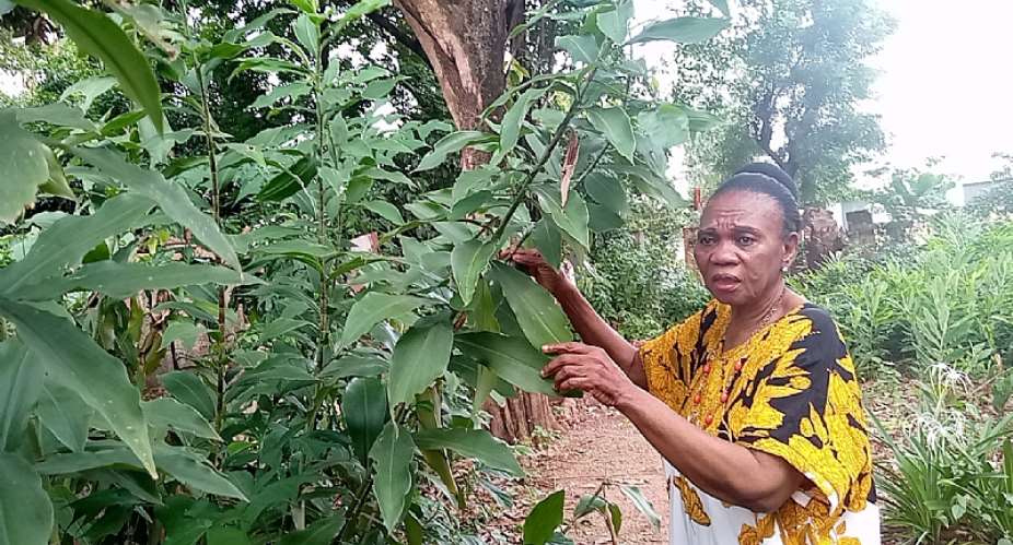 CPHA advocates for cultivation of tea to promote healthy living, diversify Nigeria economy