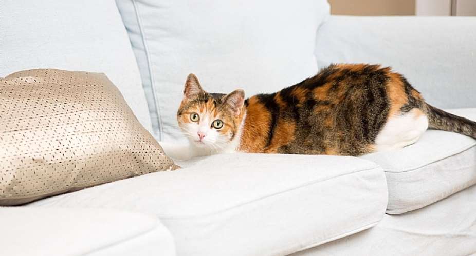 Contact with cats doubles toxoplasmosis risk in pregnant women - Report