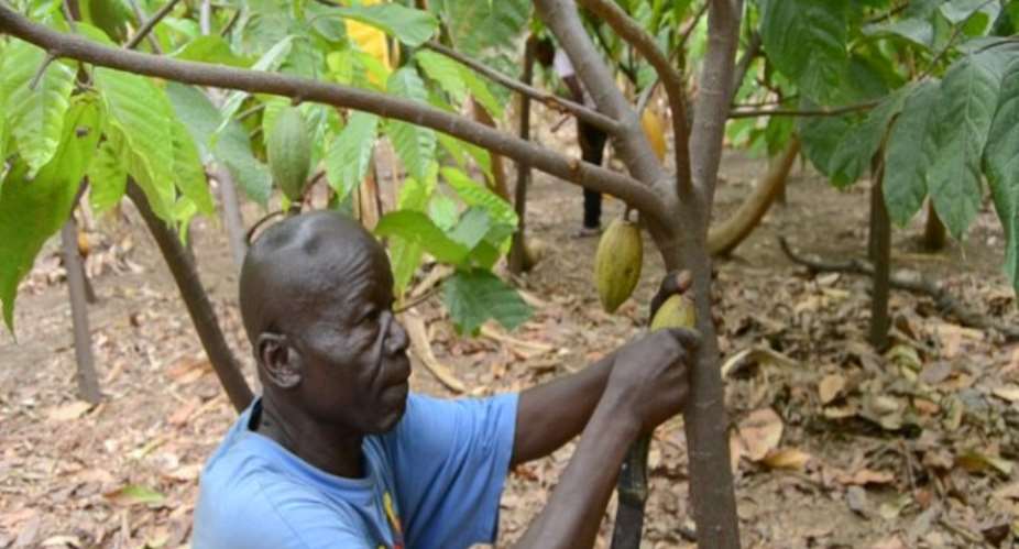 Defying The Odds: Farmer Grows 2-Acre Cocoa Farm In Upper East Region