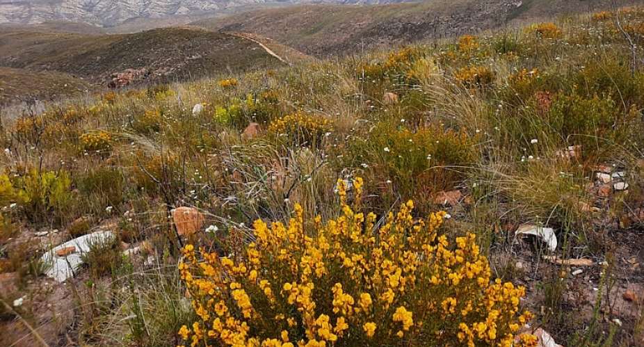South Africa’s honeybush sector must transform from its unjust past: what needs to change