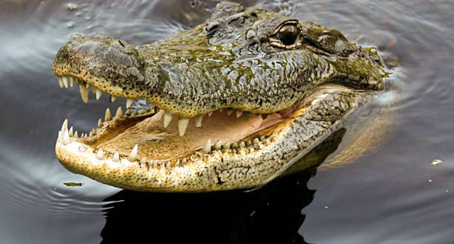 Ghana’s Free Speech Castle: Guarded by Crocodiles of Consequence
