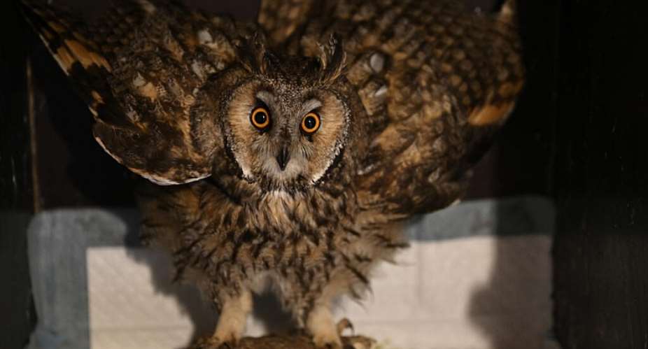 Russias 2022 invasion has wrought yet more suffering on Ukraines birdlife. -  Genya SAVILOV / AFP
