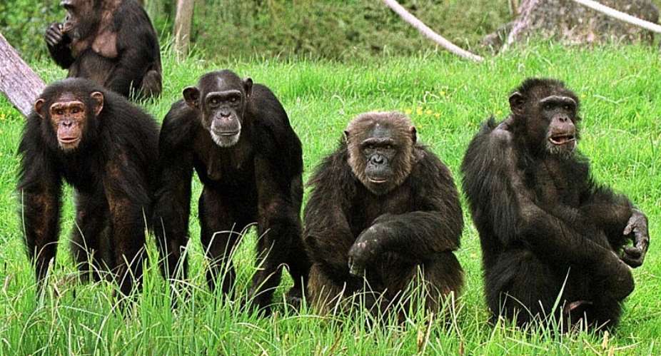 A group of chimpanzees at the Beauval zoo in France. -  AFP - Alain Jocard