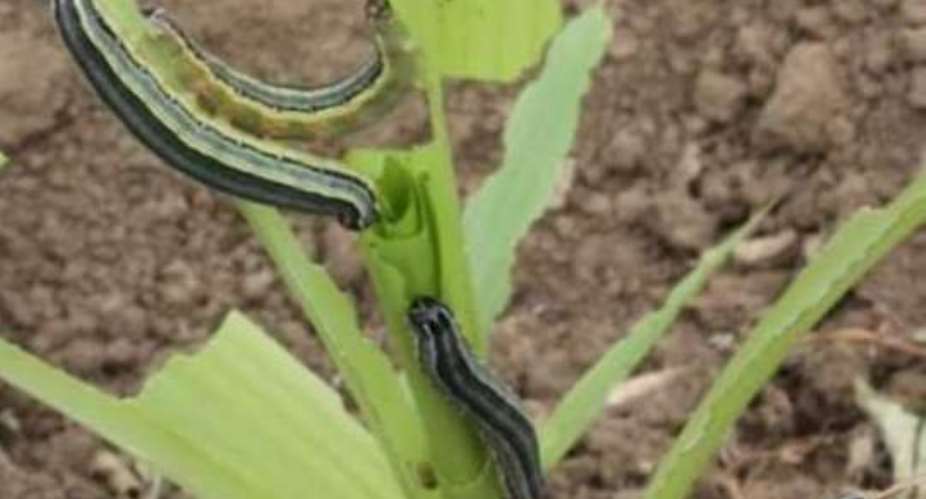 10,000 hectares of maize farms invaded by army worms