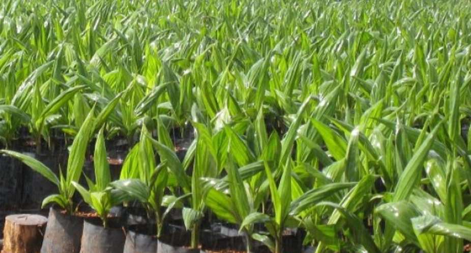 Twifo-Attimokwa Assembly Distribute 50,000 Hybrid Oil Palm Seedlings To Farmers