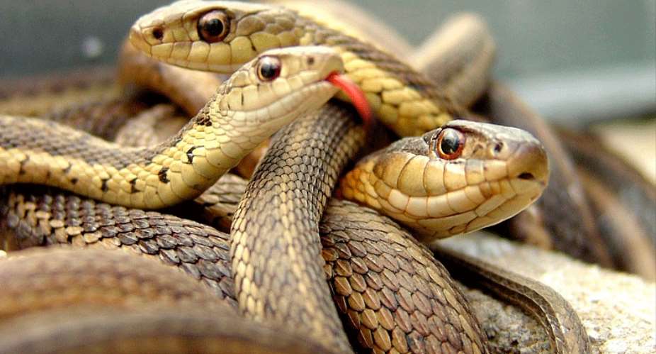Brood of vipers