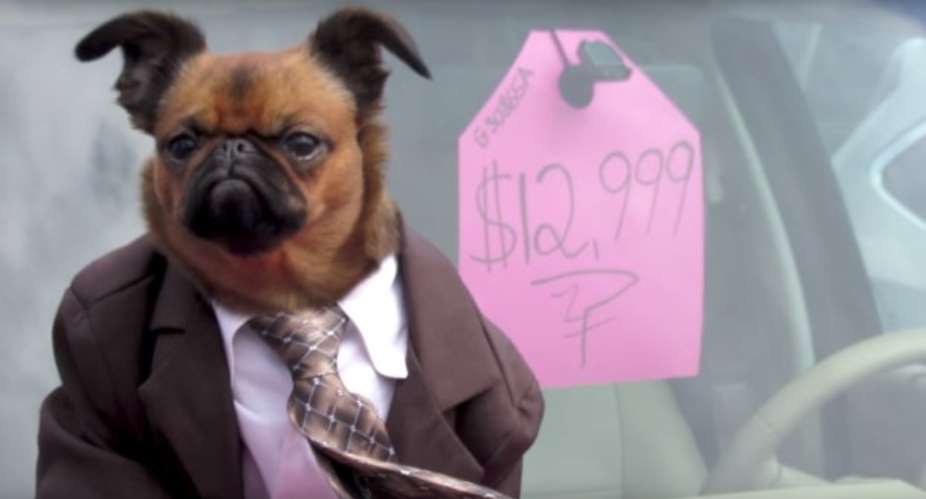 This suit-wearing dog is the best used car salesman we've ever seen