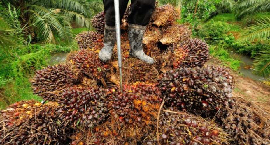 Ghana Loses US40m To Oil Palm Smuggling Annually