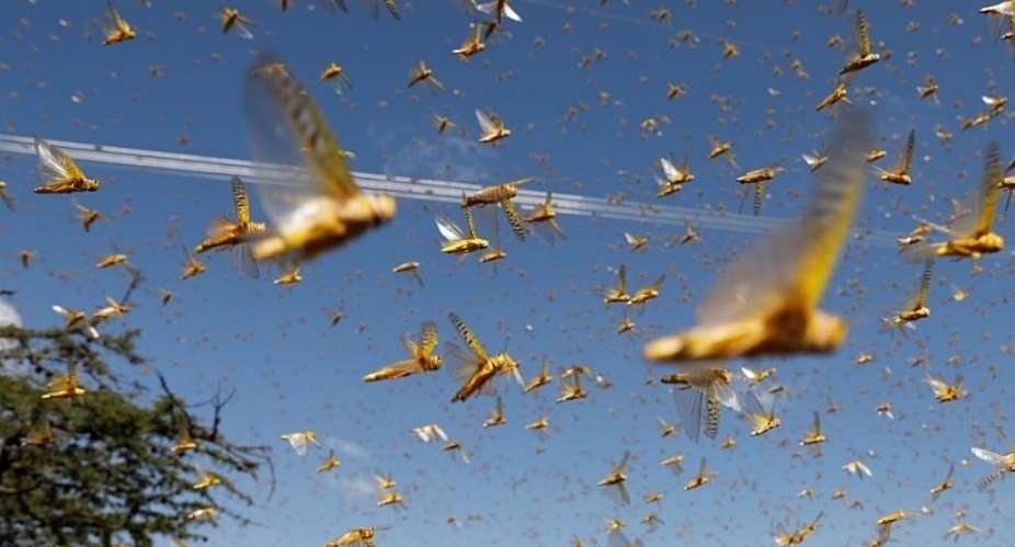 Relentless locusts return in the midst of COVID-19 pandemic