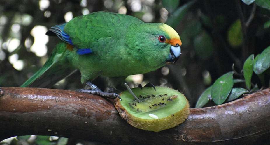 Nacho – part of a breeding pair of the rare New Zealand kakariki karaka parakeets – has produced 55 chicks in two years, more than 10% of the total population of the critically endangered bird. -  Leigh Percasky, AFP via The Isaac Conservation and Wildlife Trust
