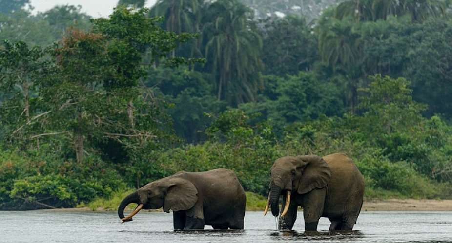 DRC’s plan for the world’s largest tropical forest reserve would be good for the planet: can it succeed?
