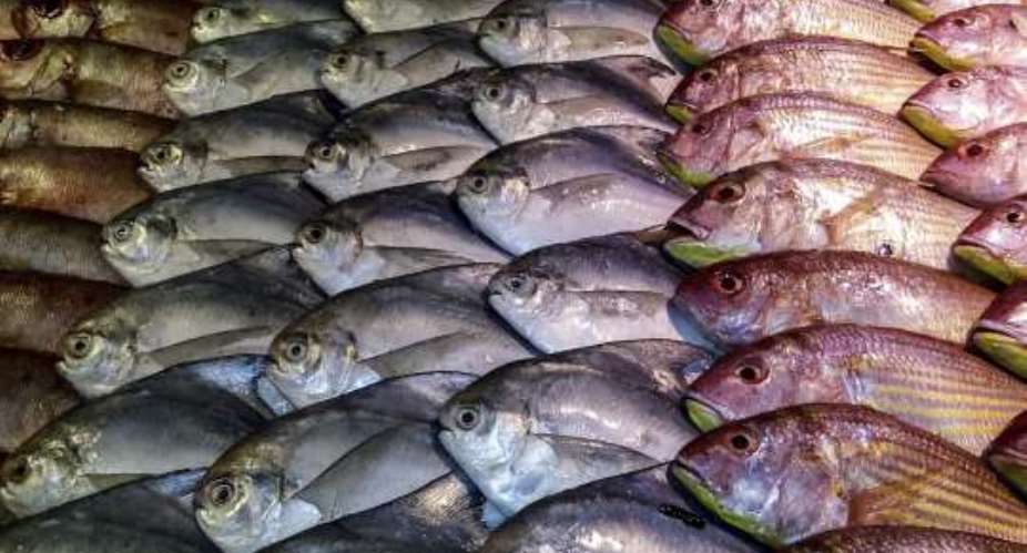 Eating fish in Ghana now is poisonous