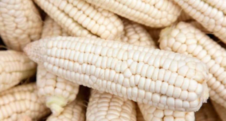 130 Metric Tonnes Of Maize Set To Trade On Ghana Commodity Exchange