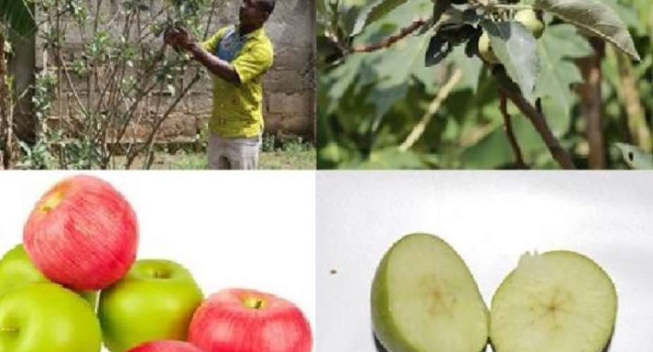 Ghana Can Grow Apple — CRI Confirms