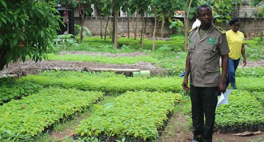 Over 90% of Green Ghana trees survive in Bono region — Report