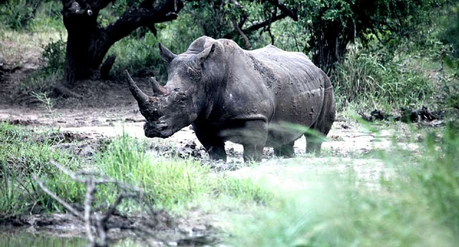 A white rhino in Hluhluwe-iMfolozi Park in KwaZulu Natal, South Africa. - Source: Enrico Di Minin