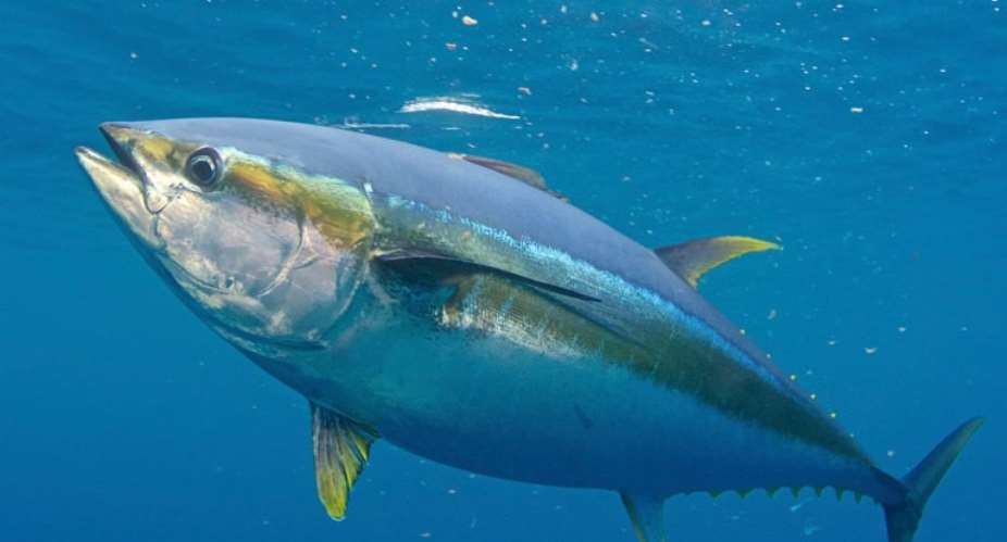 Ghana Is Largest Producer Of Tuna In Africa,  4th Globally But EU Has Monopoly