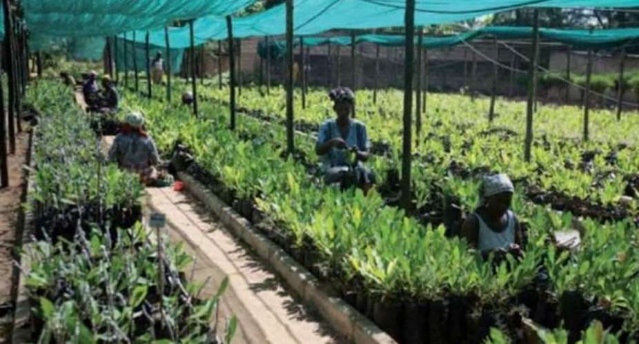 Does A New Export-Based Green-Agro-Industrial Opportunity With A Super-Lucrative Value-Chain Await Ghanaian Entrepreneurs?