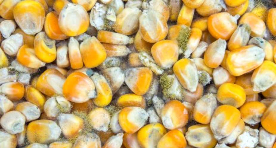 Cabinet approves Aflatoxin Policy to tackle contamination in food value chain