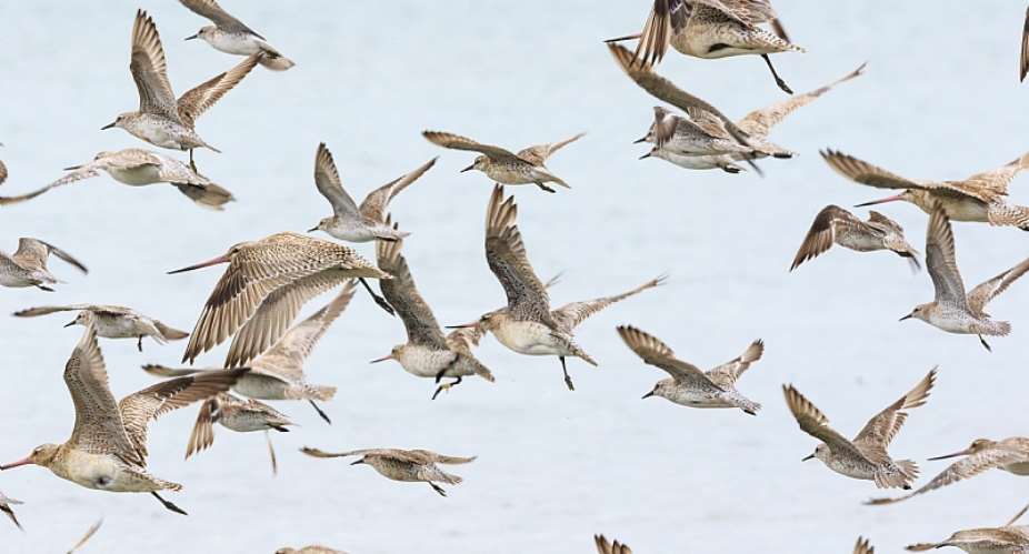 World Migratory Bird Day: What birds can tell us about the health of our world