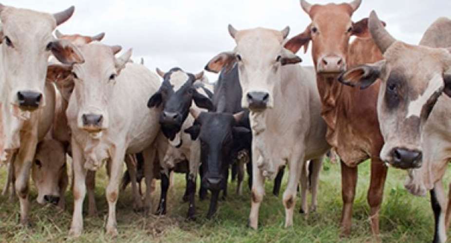 Covid-19: Livestock Businesses Slowed In Upper East Region