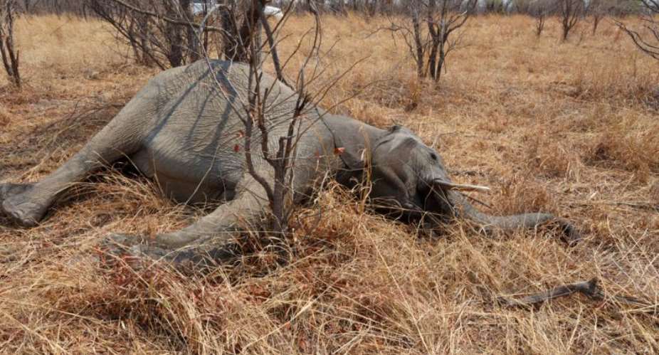 North East: Police on manhunt for elephant killers in Wungu
