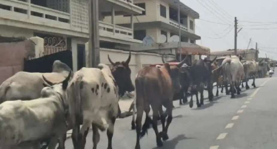 AR: Well engage people to catch stray cattle to protect trees – Simon Osei-Mensah