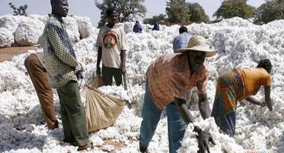 Burkina Faso's cotton output may cross 800,000 tons