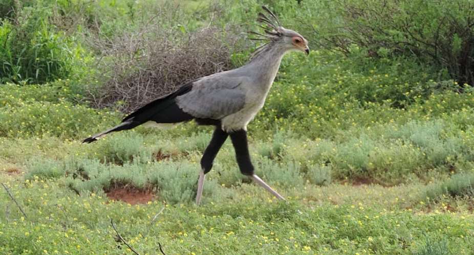 Birds of prey in South Africa are in trouble – a study analyses data from 16 years of road counts