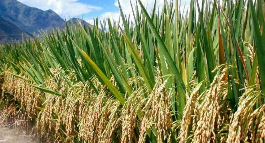 UE: Rice Production May Be Threatened By Covid-19 – MoFA District Director