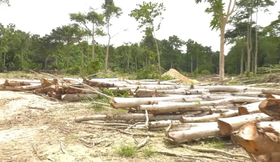 A/R: Illegal miners cut down over 100 trees in Jimmirah Forest Reserve